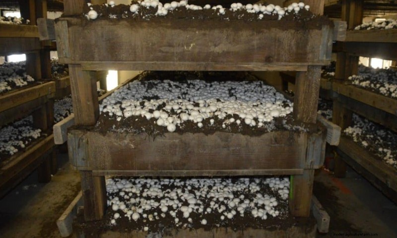 Understanding Mushroom Farms: Layout, Stages & Types