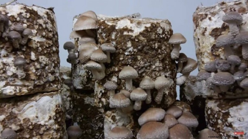 Understanding Mushroom Farms: Layout, Stages & Types