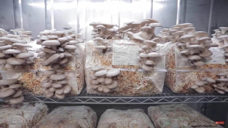 Understanding Mushroom Farms: Layout, Stages & Types