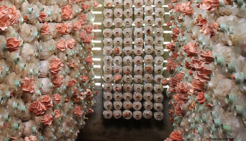 Understanding Mushroom Farms: Layout, Stages & Types