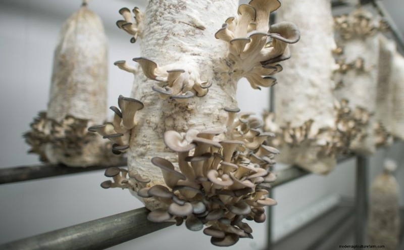 Understanding Mushroom Farms: Layout, Stages & Types