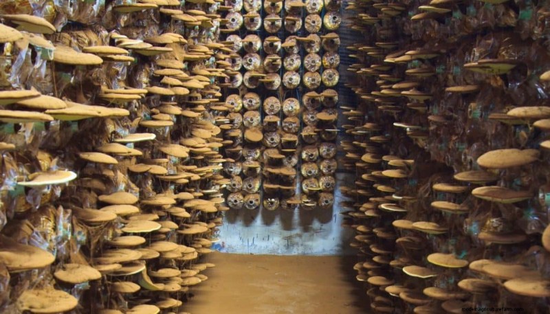 Understanding Mushroom Farms: Layout, Stages & Types