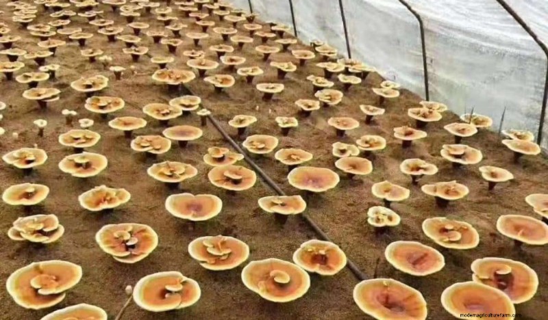 Understanding Mushroom Farms: Layout, Stages & Types