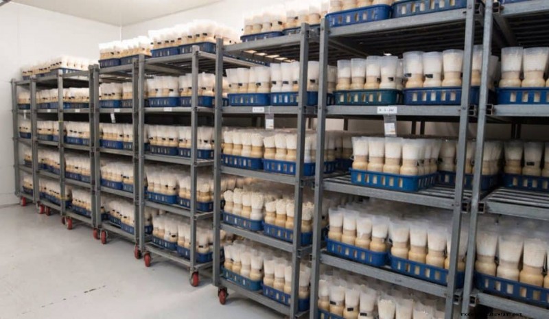 Understanding Mushroom Farms: Layout, Stages & Types