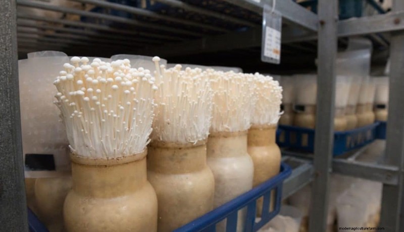 Understanding Mushroom Farms: Layout, Stages & Types