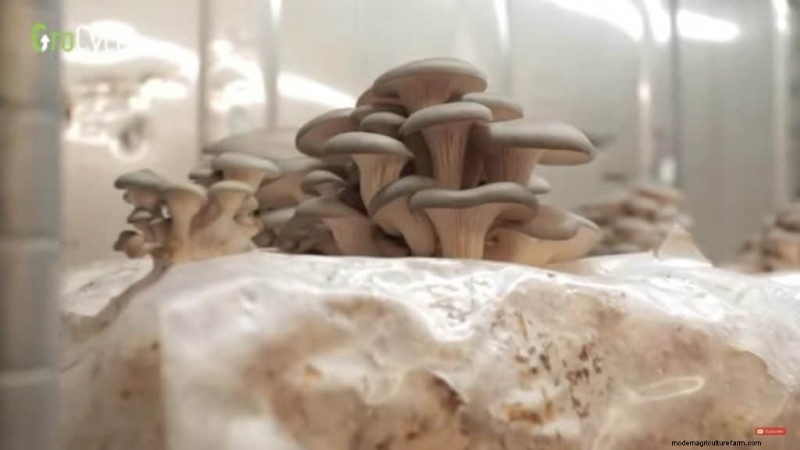 Understanding Mushroom Farms: Layout, Stages & Types