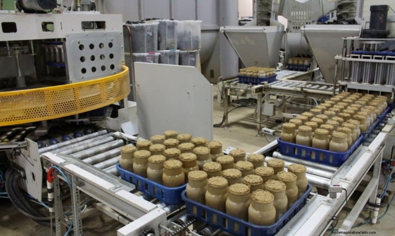 Understanding Mushroom Farms: Layout, Stages & Types