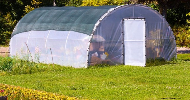 Greenhouse Mushroom Growing: A Comprehensive Beginner s Guide