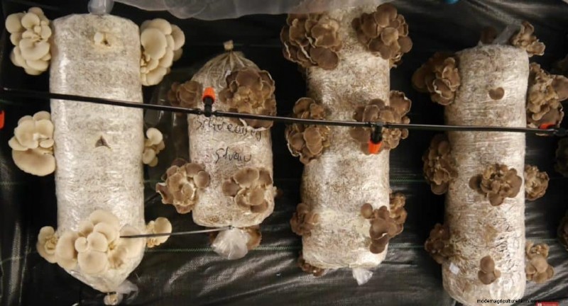 Greenhouse Mushroom Growing: A Comprehensive Beginner s Guide