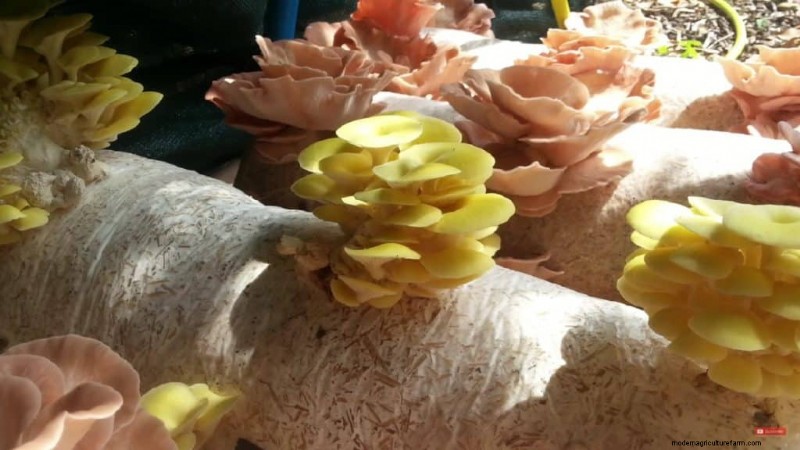 Greenhouse Mushroom Growing: A Comprehensive Beginner s Guide