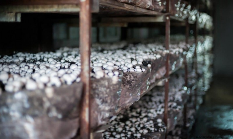 Greenhouse Mushroom Growing: A Comprehensive Beginner s Guide
