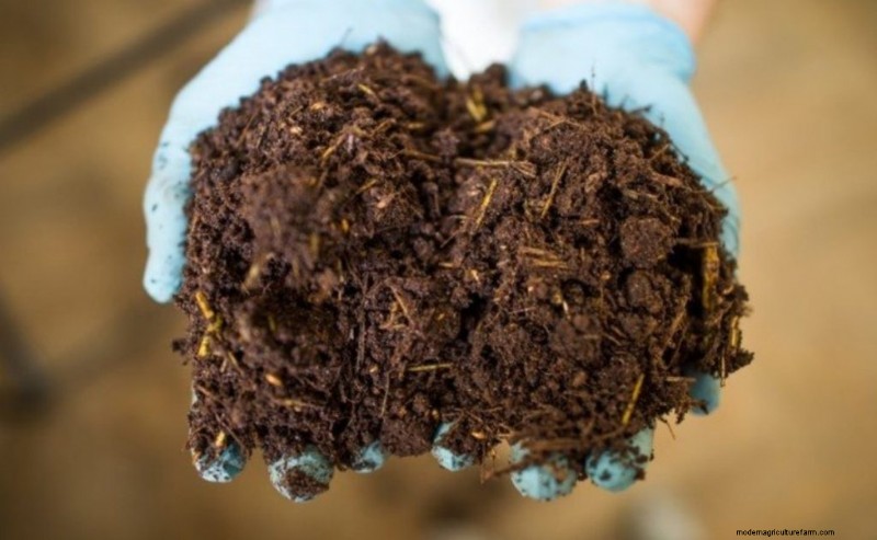 Greenhouse Mushroom Growing: A Comprehensive Beginner s Guide