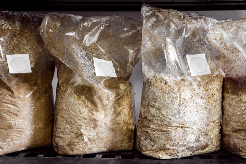 Greenhouse Mushroom Growing: A Comprehensive Beginner s Guide