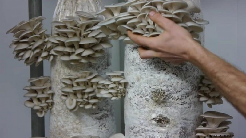Mushroom Growing Bags: A Comprehensive Guide for Beginners
