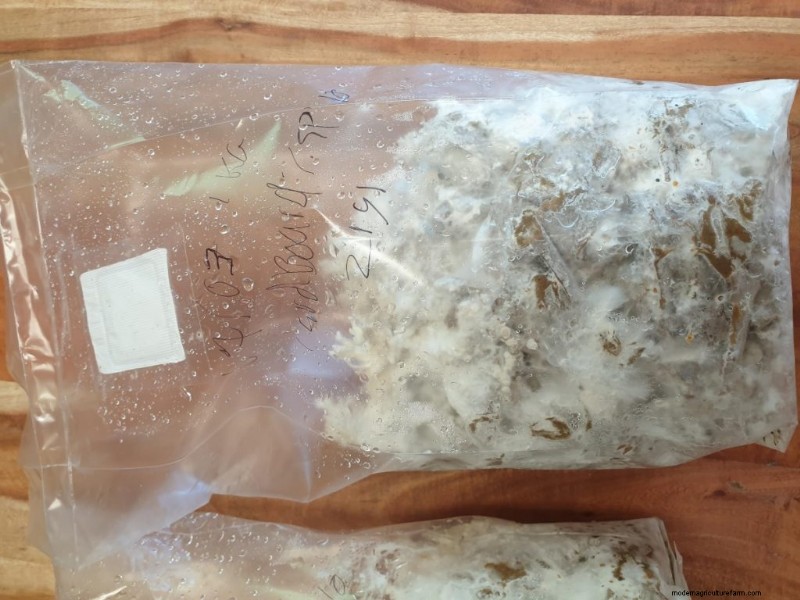 Mushroom Growing Bags: A Comprehensive Guide for Beginners