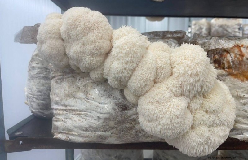 Mushroom Growing Bags: A Comprehensive Guide for Beginners