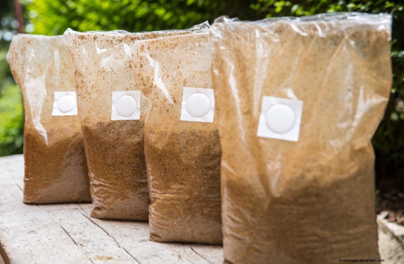 Mushroom Growing Bags: A Comprehensive Guide for Beginners