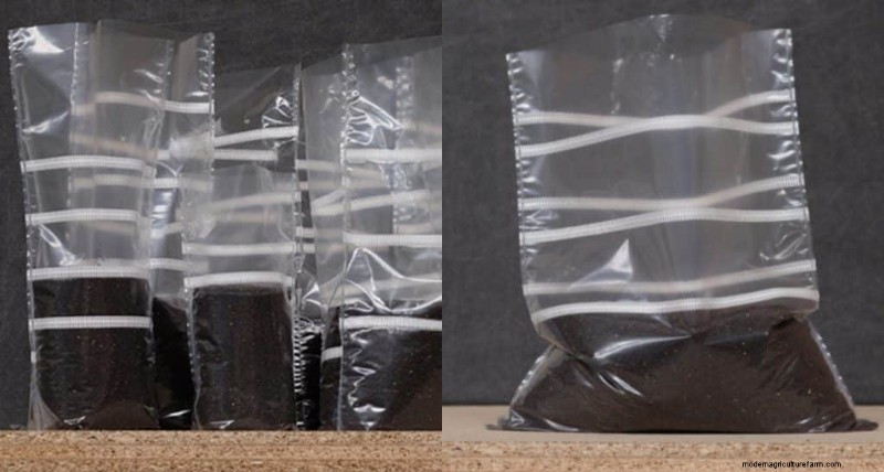 Mushroom Growing Bags: A Comprehensive Guide for Beginners