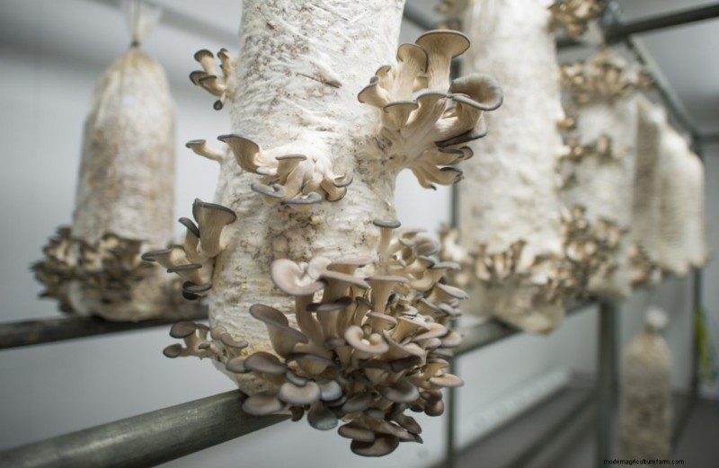 Mushroom Growing Bags: A Comprehensive Guide for Beginners