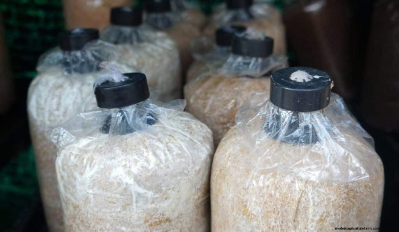 Mushroom Growing Bags: A Comprehensive Guide for Beginners