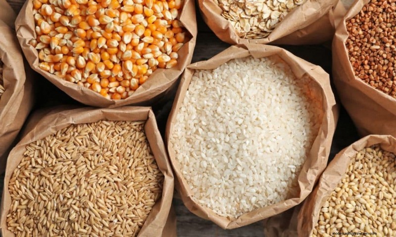 DIY Grain Spawn: A Beginner s Guide to Growing Mushroom Spawn at Home