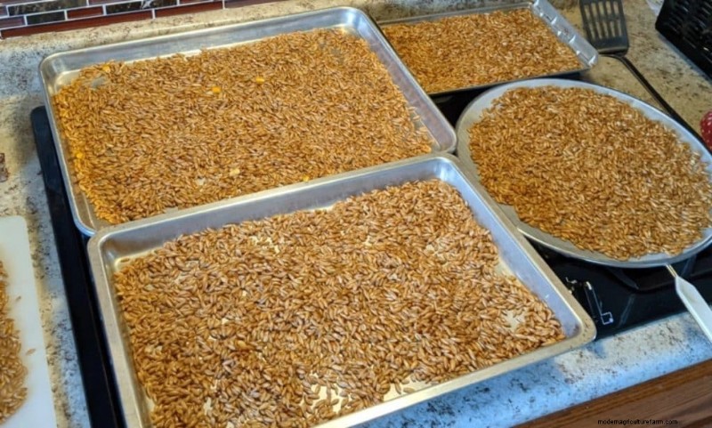 DIY Grain Spawn: A Beginner s Guide to Growing Mushroom Spawn at Home