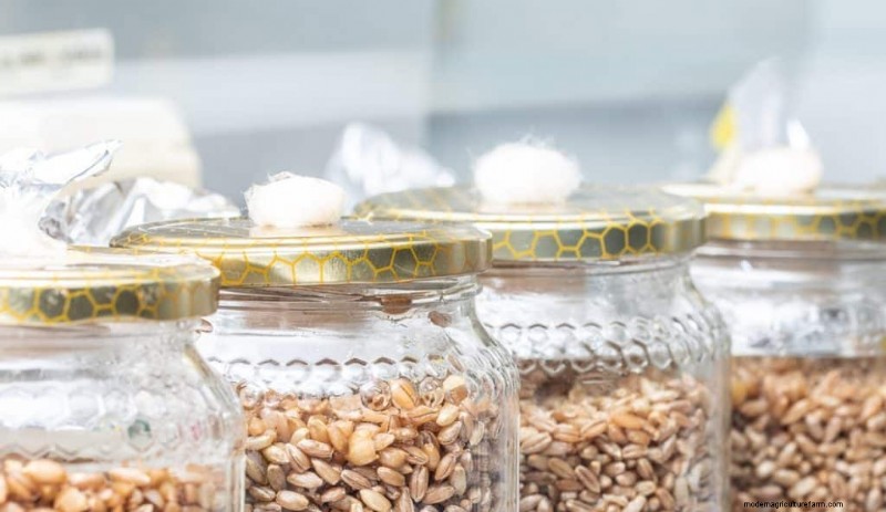 DIY Grain Spawn: A Beginner s Guide to Growing Mushroom Spawn at Home