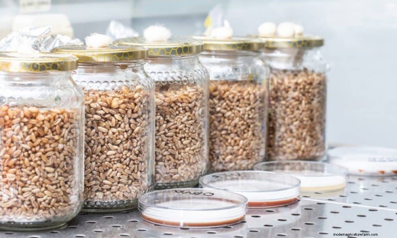 DIY Grain Spawn: A Beginner s Guide to Growing Mushroom Spawn at Home