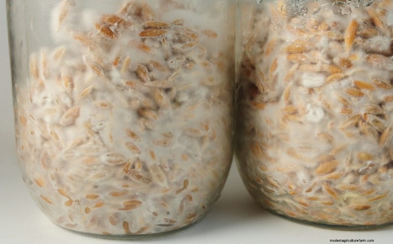 DIY Grain Spawn: A Beginner s Guide to Growing Mushroom Spawn at Home