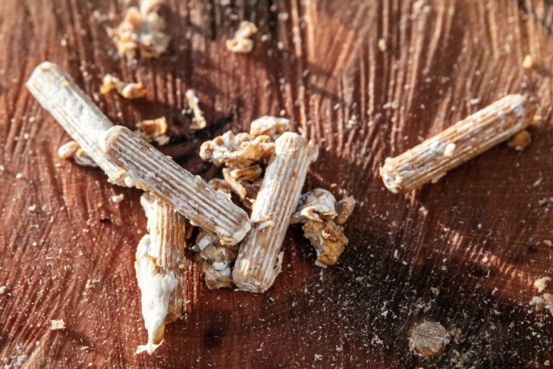 DIY Grain Spawn: A Beginner s Guide to Growing Mushroom Spawn at Home