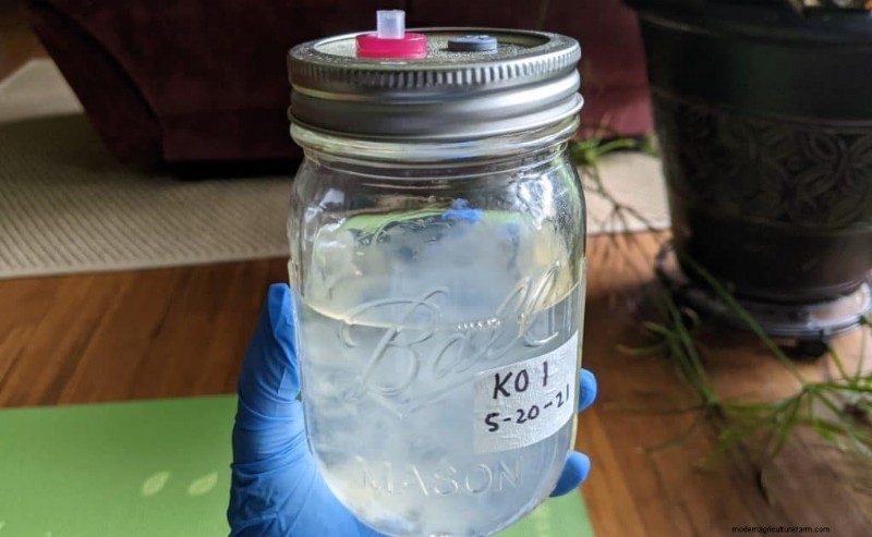 Mushroom Liquid Culture: A Comprehensive Guide to Growing More Mushrooms