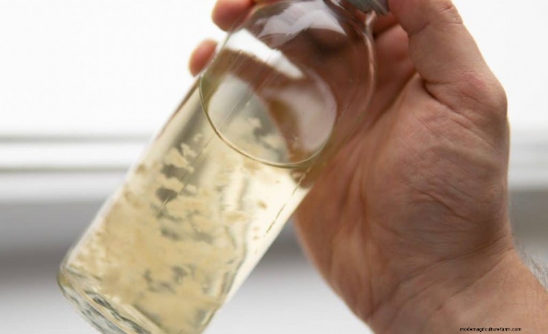 Mushroom Liquid Culture: A Comprehensive Guide to Growing More Mushrooms