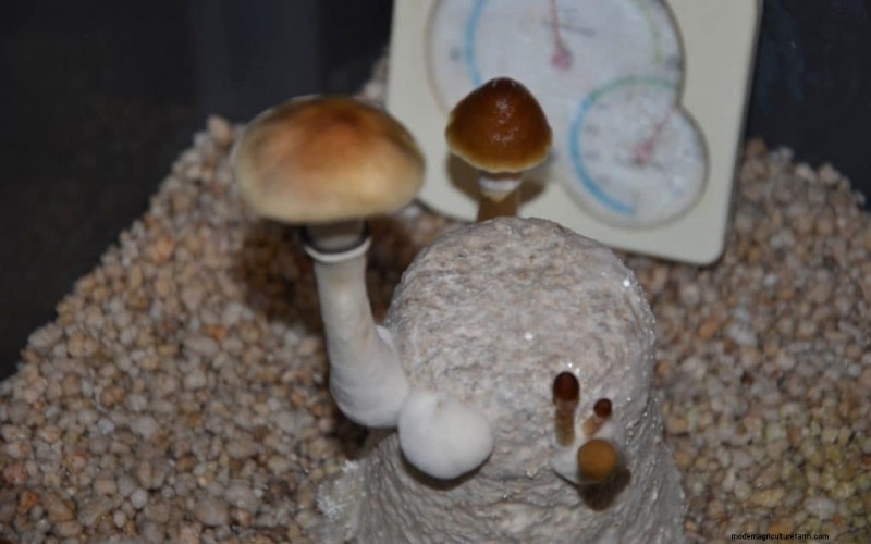 PF Tek: A Beginner s Guide to Growing Mushrooms at Home