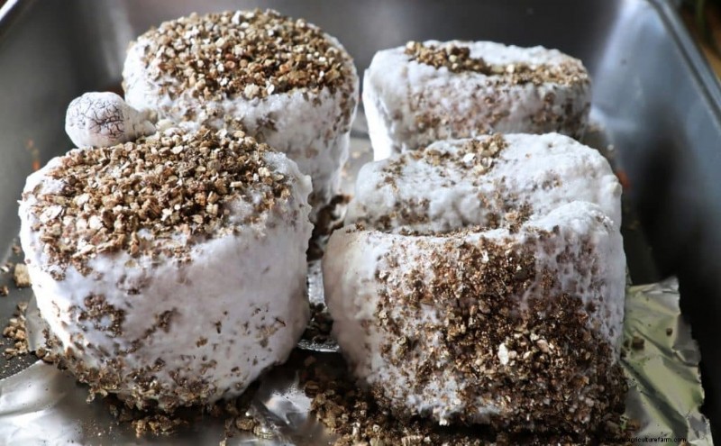 PF Tek: A Beginner s Guide to Growing Mushrooms at Home
