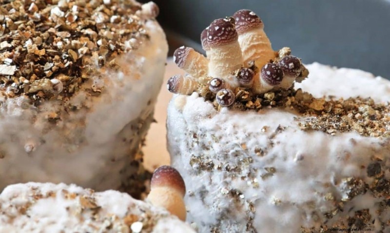PF Tek: A Beginner s Guide to Growing Mushrooms at Home