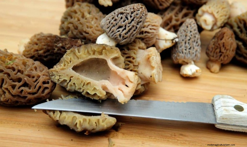 Grow Morel Mushrooms: A Comprehensive Guide for Home Cultivation