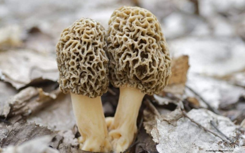 Grow Morel Mushrooms: A Comprehensive Guide for Home Cultivation