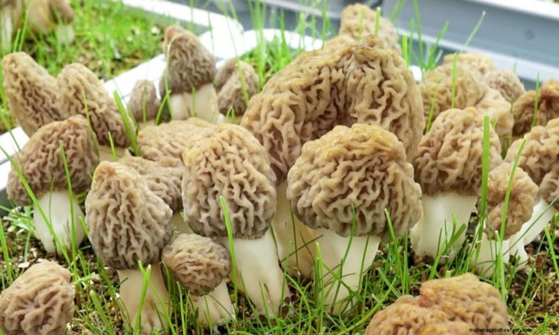 Grow Morel Mushrooms: A Comprehensive Guide for Home Cultivation
