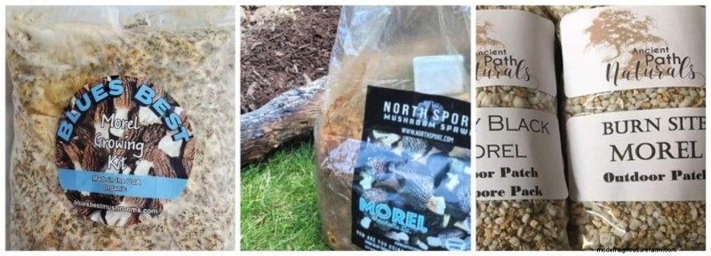 Grow Morel Mushrooms: A Comprehensive Guide for Home Cultivation
