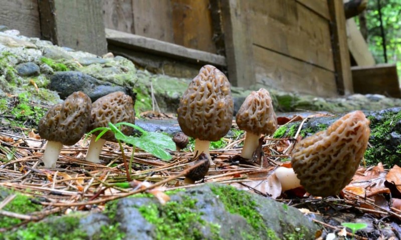 Grow Morel Mushrooms: A Comprehensive Guide for Home Cultivation