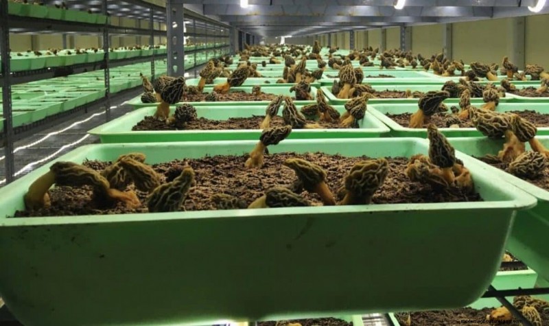 Grow Morel Mushrooms: A Comprehensive Guide for Home Cultivation