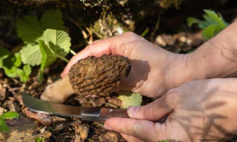 Grow Morel Mushrooms: A Comprehensive Guide for Home Cultivation