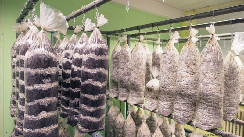 Mushroom Cultivation: A Beginner s Guide to Spawn, Substrate & Logs