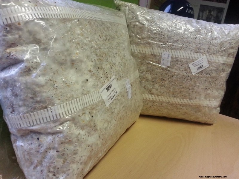 Mushroom Cultivation: A Beginner s Guide to Spawn, Substrate & Logs