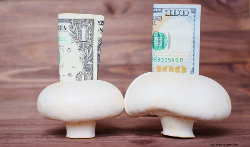 Mushroom Farming Profits: Top Earning Varieties & Revenue Potential