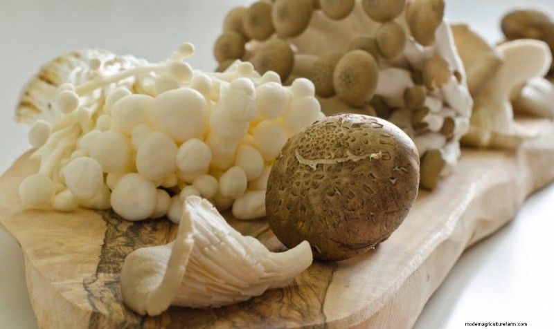 Mushroom Farming Profits: Top Earning Varieties & Revenue Potential