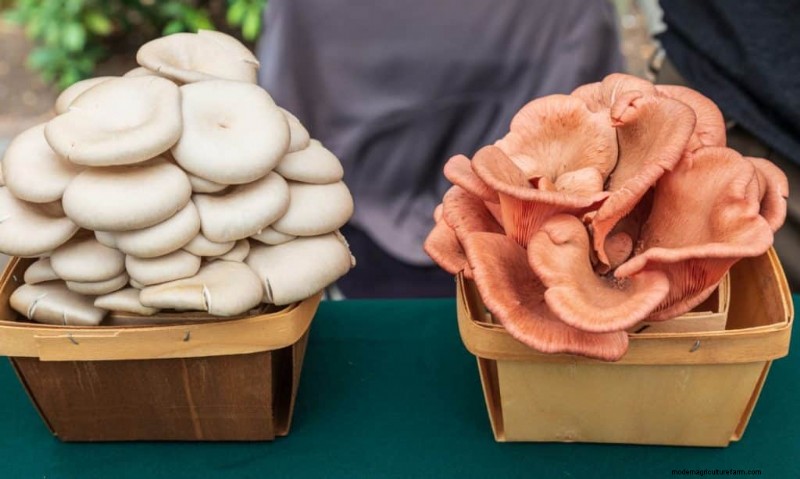 Mushroom Farming Profits: Top Earning Varieties & Revenue Potential