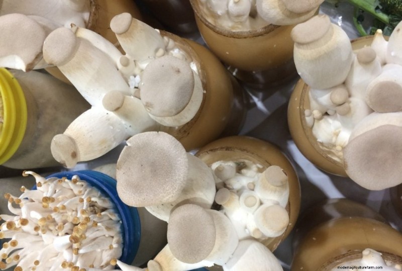 Mushroom Farming Profits: Top Earning Varieties & Revenue Potential