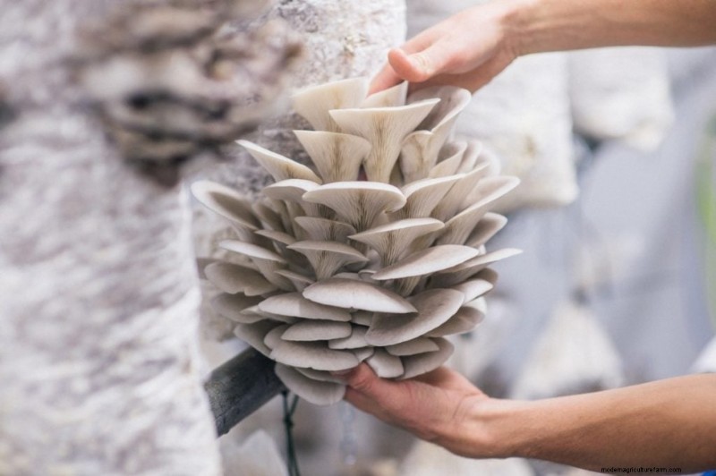 Mushroom Farming Profits: Top Earning Varieties & Revenue Potential