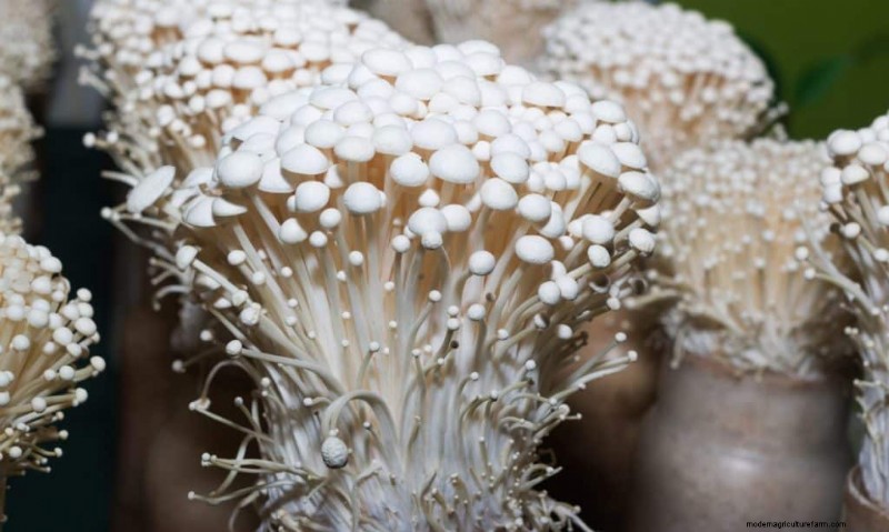 Mushroom Lighting: Do Mushrooms Need Light to Grow?
